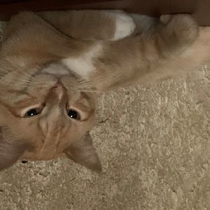 Meet your Posher, Mickey